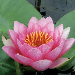 LATOUR-MARLIAC - Nymphaea 'sultan' - nénuphar mature en racines nues