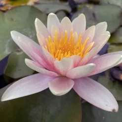 LATOUR-MARLIAC - Nymphaea 'sioux' - nénuphar mature en racines nues