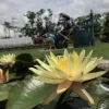 LATOUR-MARLIAC - Nymphaea 'texas dawn' - nénuphar mature en racines nues