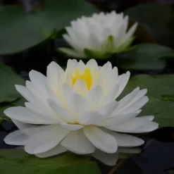LATOUR-MARLIAC - Nymphaea 'tuberosa richardsoni' - nénuphar mature en racines nues