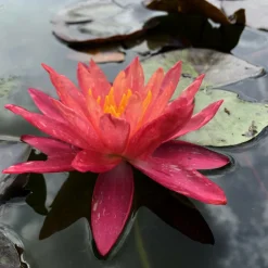 LATOUR-MARLIAC - Nymphaea 'wanvisa' - nénuphar mature en racines nues