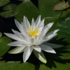 LATOUR-MARLIAC - Nymphaea 'white star' - nénuphar mature en racines nues
