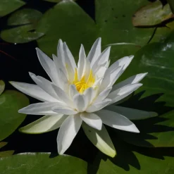 LATOUR-MARLIAC - Nymphaea 'white star' - nénuphar mature en racines nues