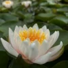 LATOUR-MARLIAC - Nymphaea 'Walter Pagels' - nénuphar mature en racines nues avec tiges, feuilles et boutons.