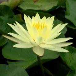 LATOUR-MARLIAC - Nymphaea 'yellow sensation' - nénuphar mature en racines nues