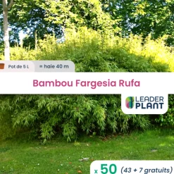 LEADERPLANT - 50 x bambou fargesia rufa en pot de 5 l