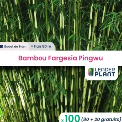 LEADERPLANT - 100 x bambou fargesia pingwu en godet