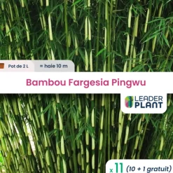 LEADERPLANT - 11 x bambou fargesia pingwu en pot de 2 l