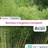 LEADERPLANT - 50 x bambou fargesia campbell en pot de 5 l