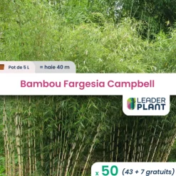 LEADERPLANT - 50 x bambou fargesia campbell en pot de 5 l