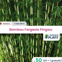 LEADERPLANT - 50 x bambou fargesia pingwu en pot de 2 l