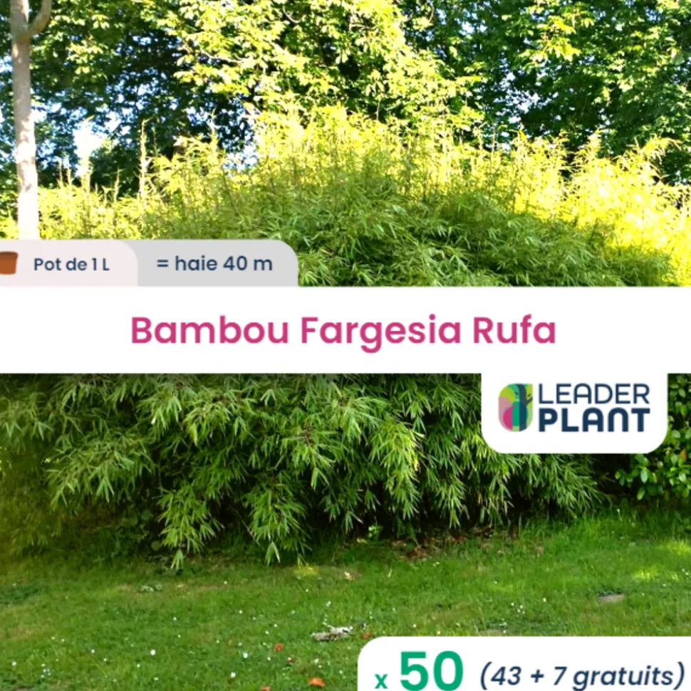 LEADERPLANT - 50 x bambou fargesia rufa en pot de 1 l