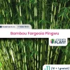 LEADERPLANT - 11 x bambou fargesia pingwu en godet