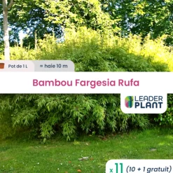 LEADERPLANT - 11 x bambou fargesia rufa en pot de 1 l