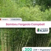 LEADERPLANT - 300 x bambou fargesia campbell en pot de 1 l