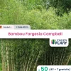 LEADERPLANT - 50 x bambou fargesia campbell en pot de 1 l