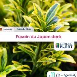 LEADERPLANT - 11 x fusain du japon doré en pot de 1 l