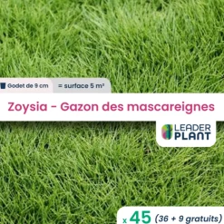LEADERPLANT - 45 x zoysia - gazon des mascareignes en godet