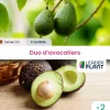 LEADERPLANT - Duo avocatiers - 2 variétés en pot de 7,5 l
