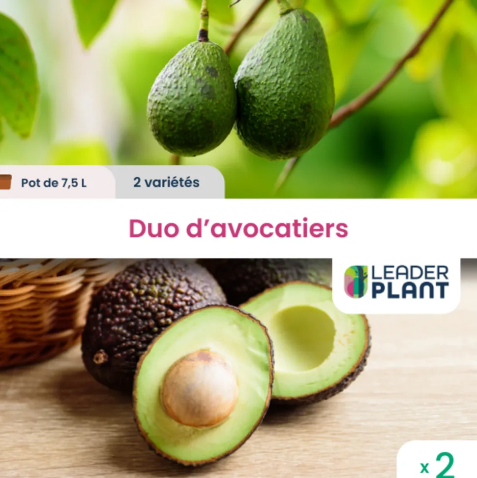LEADERPLANT - Duo avocatiers - 2 variétés en pot de 7,5 l