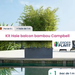 LEADERPLANT - Kit brise-vue balcon bambou campbell 5 l