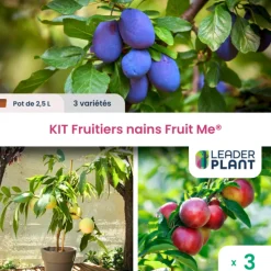 LEADERPLANT - Kit fruitiers nains fruit me ® - lot de 3 variétés en pot de 2,5 l
