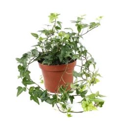 Lierre : pot D.13cm