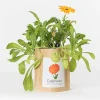 LIFE IN A BAG - Sac papier prêt à cultiver calendula