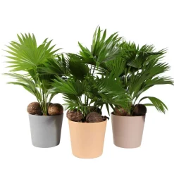 Livistona : pot déco D19xH65cm. Avec noix.