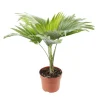 Livistona Rotundifolia : H40/50 cm pot diamètre 12 cm