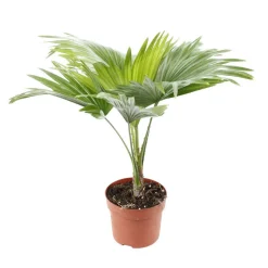 Livistona Rotundifolia : H40/50 cm pot diamètre 12 cm