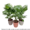 Livistona rotundifolia - Pot D 18cm