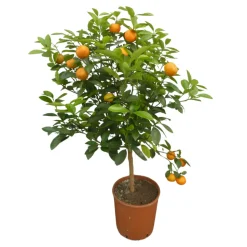 L'ORANGERIE - Calamondin | citrus madurensis - pot rond de 5 litres, hauteur 60/80 cm
