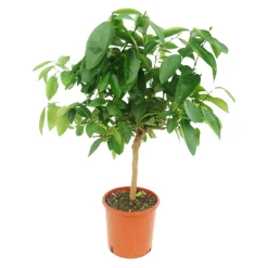 L'ORANGERIE - Citronnier vert | lime de tahiti - pot rond de 5 litres, hauteur 60/80 cm