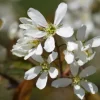 MA PÉPINIÈRE - Amelanchier canadensis glenform c15l baliveau 150/250 cm (hors pot)