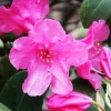 MA PÉPINIÈRE - Azalea encore carnival rose soutenu c4l