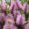MA PÉPINIÈRE - Campsis grandiflora - pot 4 l