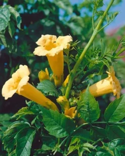 MA PÉPINIÈRE - Campsis yellow trompet - pot 4 l