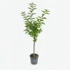 MA PÉPINIÈRE - Cerisier bigarreau burlat "bio" c10l gobelet 2 ans d'âge 125/150cm (hors pot)