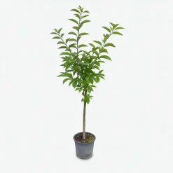 MA PÉPINIÈRE - Cerisier bigarreau burlat "bio" c10l gobelet 2 ans d'âge 125/150cm (hors pot)