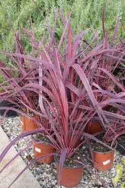 MA PÉPINIÈRE - Cordyline australis red star - pot 10 l