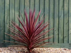 MA PÉPINIÈRE - Cordyline australis red star - pot 4 l