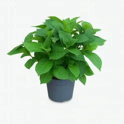 MA PÉPINIÈRE - Hydrangea macrophylla rosita rose - pot 3 l