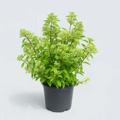 MA PÉPINIÈRE - Hydrangea paniculata silver dollar - pot 15 l