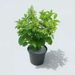 MA PÉPINIÈRE - Hydrangea paniculata diamant rouge - pot 5 l