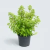 MA PÉPINIÈRE - Hydrangea paniculata sundae fraise - pot 15 l
