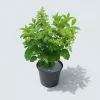 MA PÉPINIÈRE - Hydrangea paniculata vanille fraise - pot 5 l