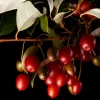 MA PÉPINIÈRE - Kiwi kiwai red jumbo femelle c2l