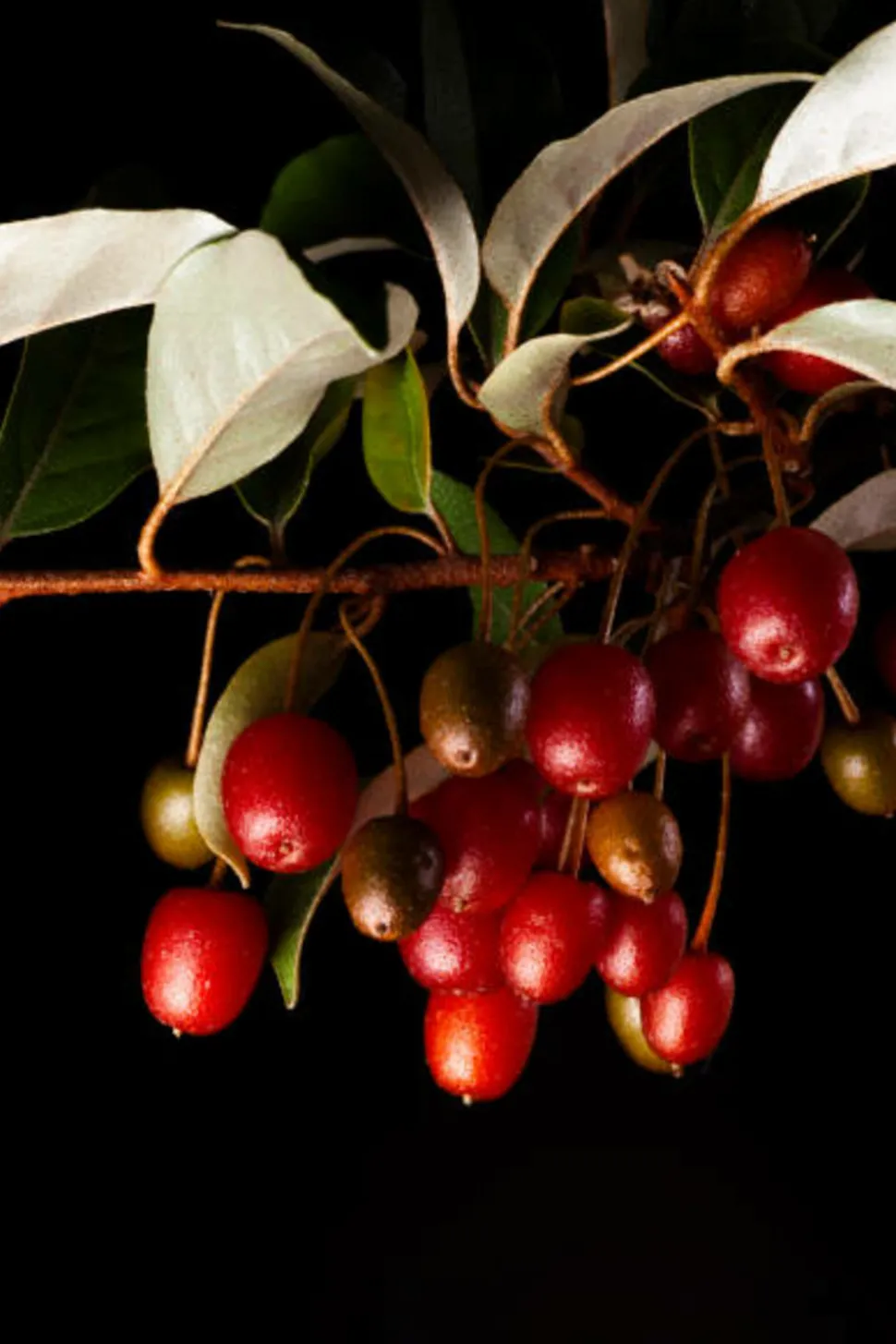 MA PÉPINIÈRE - Kiwi kiwai red jumbo femelle c2l