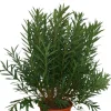 MA PÉPINIÈRE - Laurier rose 'emile sahut' - pot 50 l - h 180 cm